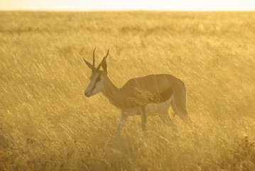 Springbok Antelope in golden light of sunset