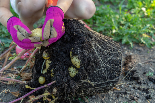 Sk&ouml;rd av potatis odlad i hink