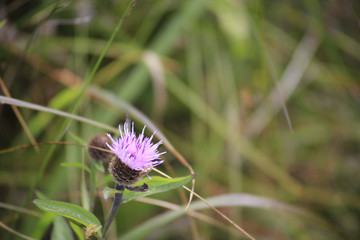 purple thistle flower