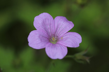 close up of a purple flower