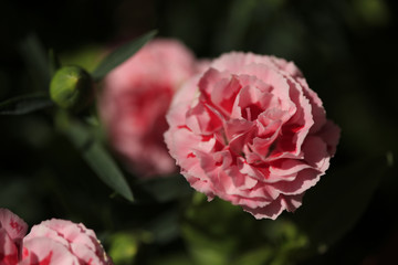 pink rose flower