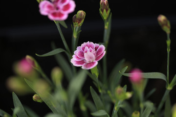 pink tulips in the garden