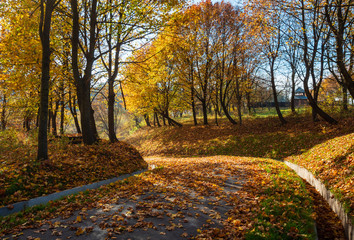 Autumn maple trees in park