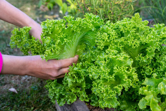 Sk&ouml;rd av sallad i tr&auml;dg&aring;rdsland