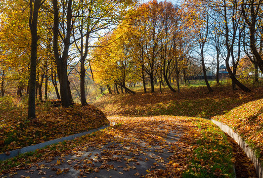 Autumn maple trees in park