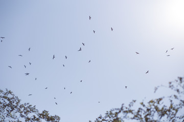 Birds in the sky form patterns. Flight. In the foreground there are palm trees and tropical trees.