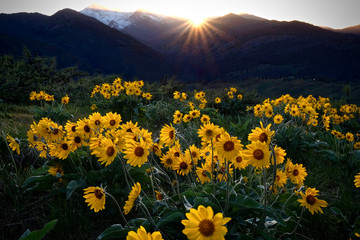 Arnica meadows at sunrise. Balsamroot flowers lit by rising sun in Cascade Mountains near Winthrop...