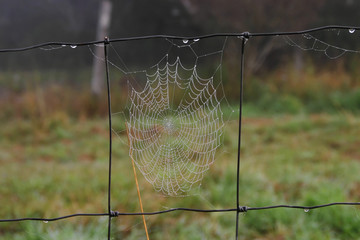spider web with dew drops