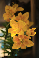 yellow flowers on a tree