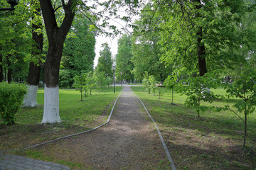 Summer city park with perennial green trees
