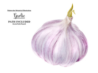 Watercolor head of garlic