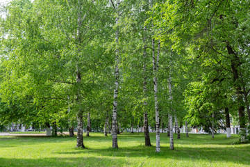 Obraz premium Summer city park with perennial green trees 