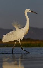 Little egret fishing in a pond in Zimanga Game Reserve in South Africa