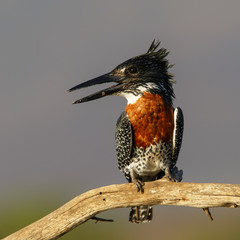 Giant Kingfisher on a branch in Zimanga game reserve in South Africa