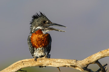 Giant Kingfisher on a branch in Zimanga game reserve in South Africa