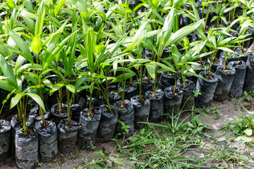 Small Amazonian palm trees growing at a plant nursery in the Amazon Rainforest.