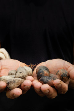 Close up of seeds of Murumuru (Astrocaryum murumuru Mart), a species of Amazon nuts used in the manufacture of cosmetics.