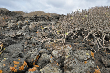 Lanzarote, Vulkangestein, Pflanzen