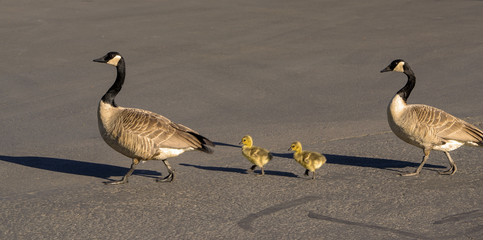 Family Stroll © Ken