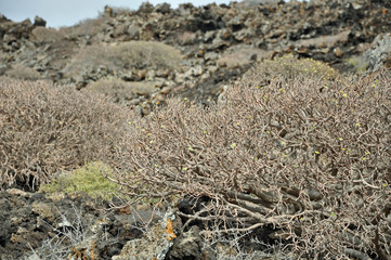Lanzarote, Vulkangestein, Pflanzen