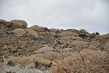 Lanzarote, Vulkangestein, Pflanzen