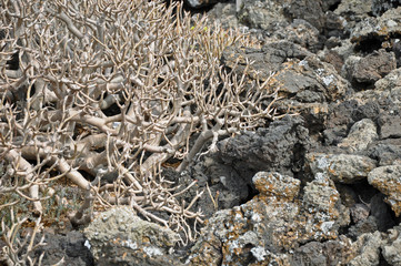 Lanzarote, Vulkangestein, Pflanzen