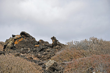 Lanzarote, Vulkangestein, Pflanzen