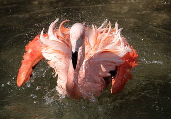 FLAMINGO