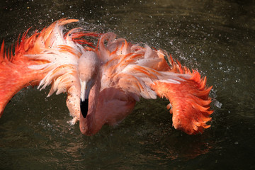 FLAMINGO