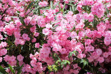 Bush Nerium oleander