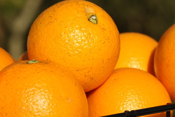 Oranges