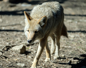 Fototapeta premium Wolf