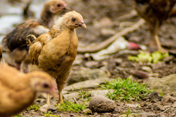 Chicken in the farm