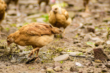 Chicken in the Farm