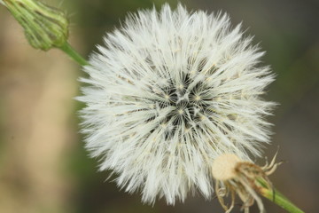 Dandelion