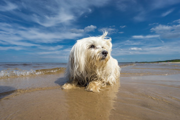 Havaneser am Meer