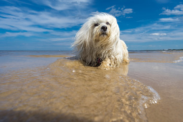 Havaneser am Meer