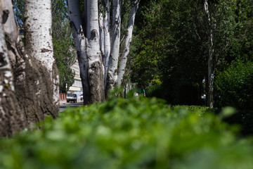 In the park grow green bushes.