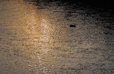 鳥　水　シルエット　素材