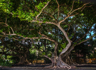 forest trees. nature green wood sunlight backgrounds.