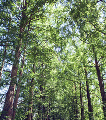 Fototapeta premium forest trees. nature green wood sunlight backgrounds.