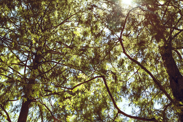 Obraz premium forest trees. nature green wood sunlight backgrounds.