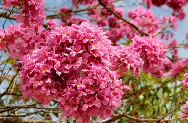 Fototapeta premium Ipê rosa em florada