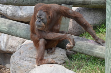 Orangutan in the outdoors