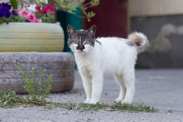 Evil cat in the yard