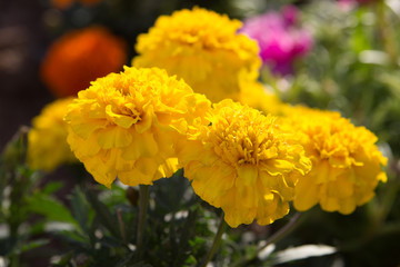 Large yellow marigolds.