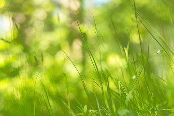 Abstract green blurred bokeh nature background with spring and summer grass in the sunlight