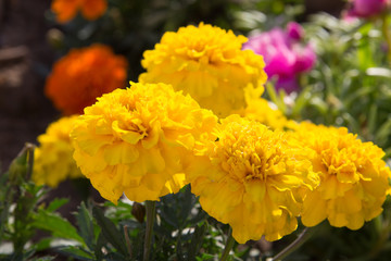 Yellow flowers in the flowerbed