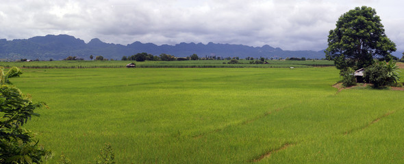 landscape of green field and blue sky
