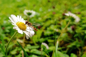 Hoverfly on white flower